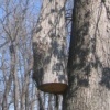 trees 12