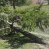 trees 7