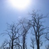 trees 10