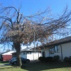 trees 4