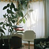 Plants, Pillows, and Dog