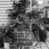 Plants and a Pooper-Scooper