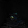 Deep Sea, or 
Box 1