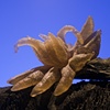 Deep Sea, or
Box 5, Detail