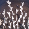 Abstract Zen Flower II