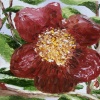 Camelia