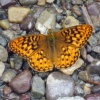 Spring Migration