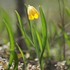 Yellow Bell