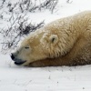Sleepy Bear
