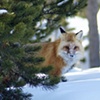 Winter Fox
