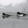 Winter Goldeneyes