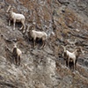 Bighorn Sheep Rams