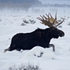 Winter Bull Moose