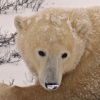 Snowy Nose