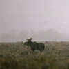 Moose in Fog
