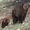 Grandcubs