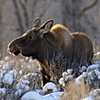 Moose Calf