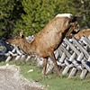 Elk Jumping "Bucking Rail" Fence