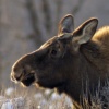 Young Winter Moose