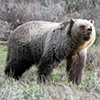 Wildlife