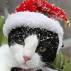 Christmas Kitten