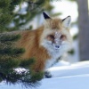 Fox in the Bush