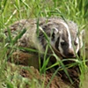 Spring Badger