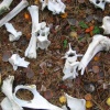 Bones