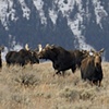A Gaggle of Moose
