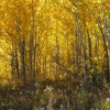 Golden Aspens