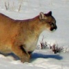 Mountain Lion 2