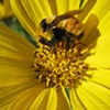 Buzz!