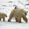 Mom and Cub
