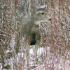 Red Day: Mule Deer 