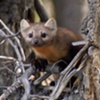 Wildlife