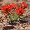 Desert Paintbrush