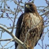Spring Red-tail Hawk