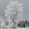 Winter Glory