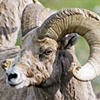 Bighorn Sheep Ram