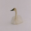 Trumpeter Swan in Fog