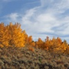 Windy Aspens