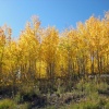 Golden Fall