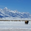 The National Elk Refuge