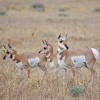 Pronghorn in the spring