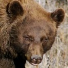 Brown Black Bear