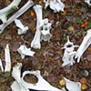 Wolf Kills