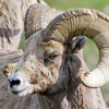 Bighorn Ram 