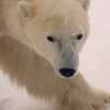 Polar Bears