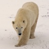 Diagonal Bear