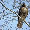 Spring Red Tail Hawk